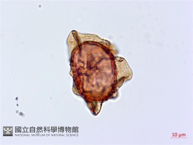 假腸蕨藏品圖，第2張