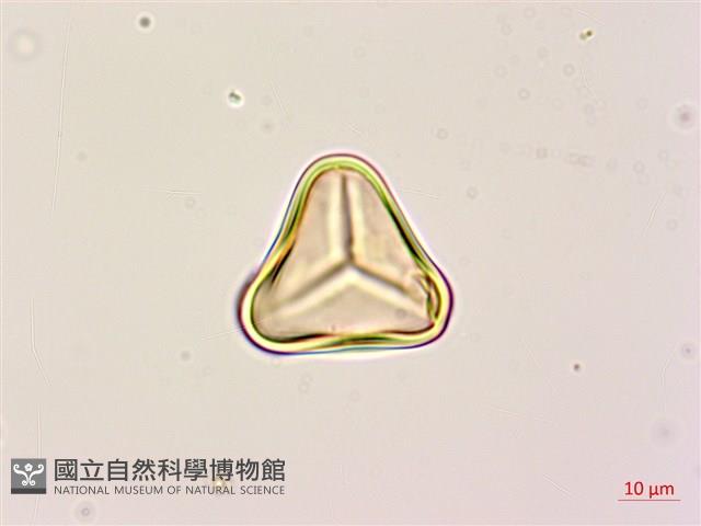 黑桫蕨藏品圖，第3張