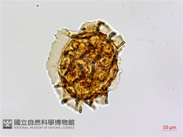 剪葉鐵角蕨藏品圖，第2張