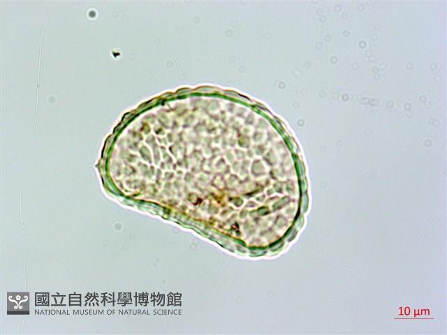 杯狀蓋骨碎補藏品圖，第2張