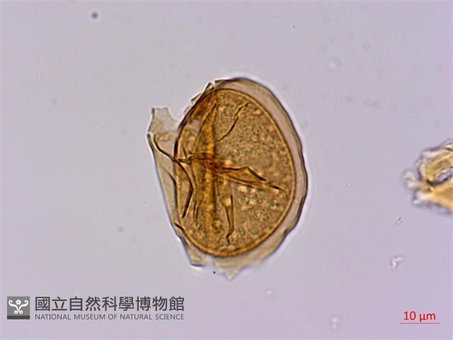 長苞雙蓋蕨、鱗柄雙蓋蕨藏品圖，第2張