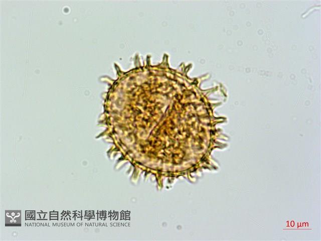 假蹄蓋蕨藏品圖，第3張