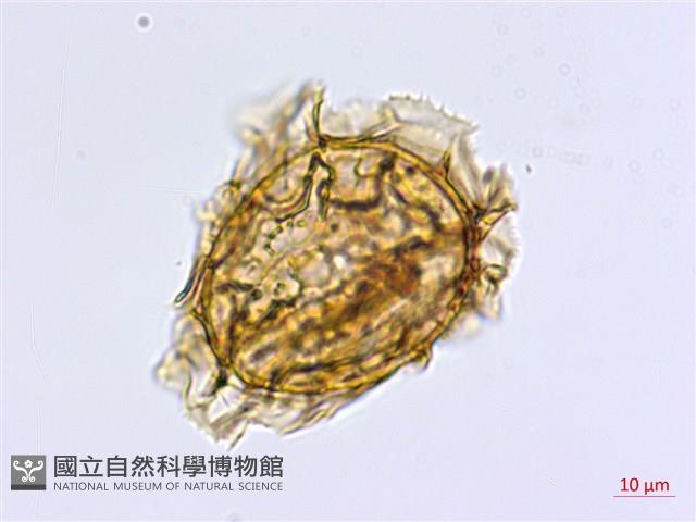 薄葉孔雀鐵角蕨、邊孢鐵角蕨藏品圖，第3張