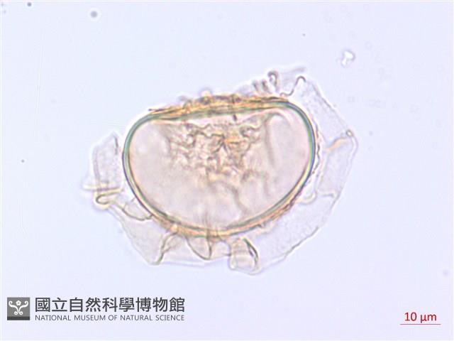 登錄號:P012766藏品圖，第2張