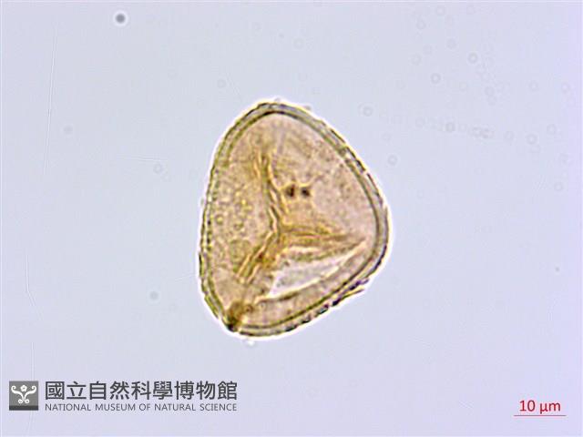 毛葉鐵線蕨藏品圖，第2張