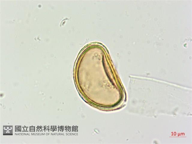 倉田氏蹄蓋蕨藏品圖，第3張