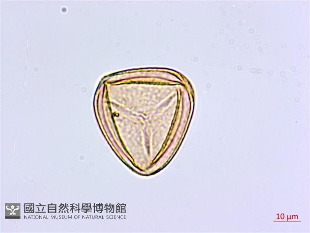 長尾鐵線蕨藏品圖，第3張