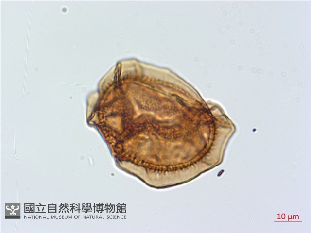 吉永鐵角蕨、斜葉鐵角蕨藏品圖，第3張