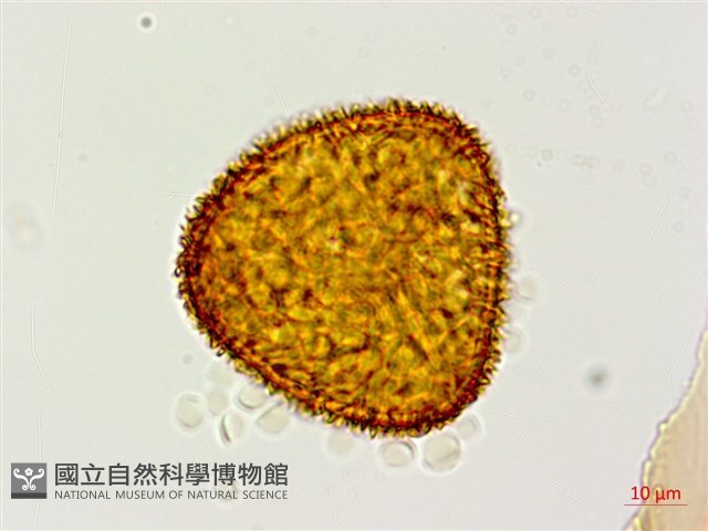 台灣黑桫欏藏品圖，第4張
