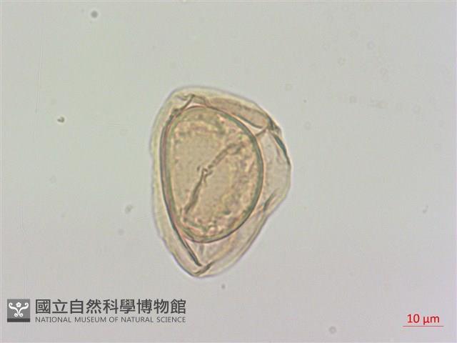 細鱗雙蓋蕨、褐鱗雙蓋蕨藏品圖，第2張