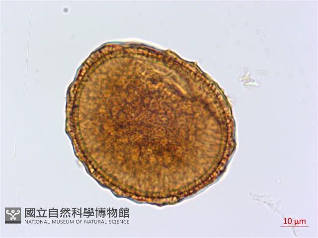 銀杏葉鐵角蕨藏品圖，第3張