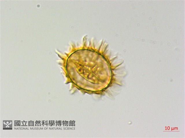 薄葉三叉蕨藏品圖，第2張