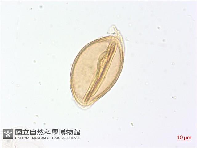 登錄號:P012786藏品圖，第2張