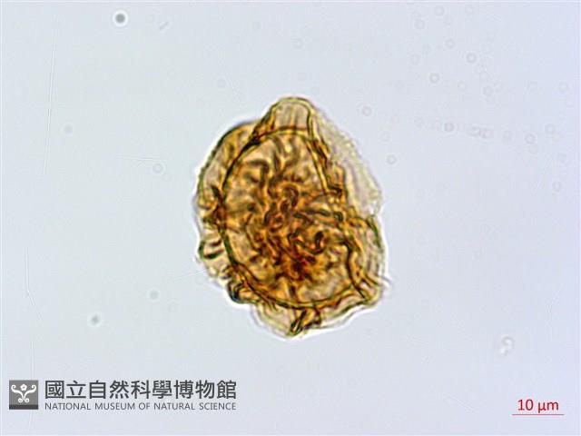 異裂短腸蕨藏品圖，第3張
