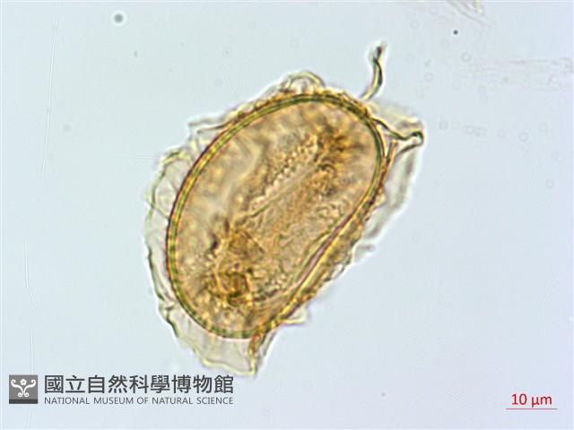 登錄號:P005322藏品圖，第3張