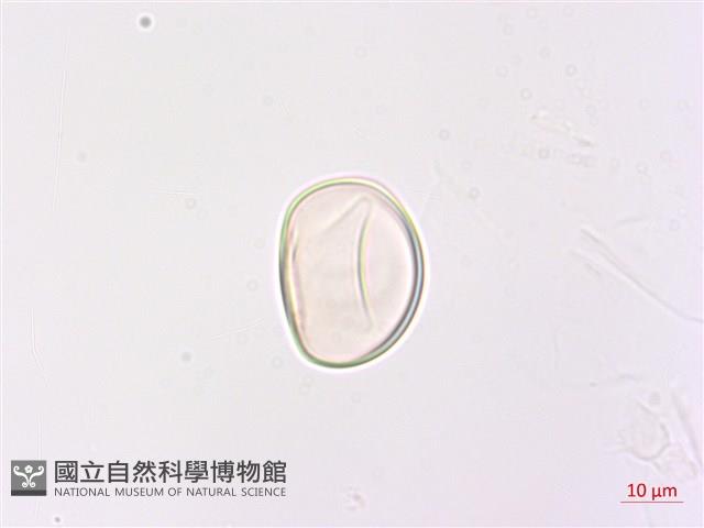 網脈雙蓋蕨藏品圖，第3張