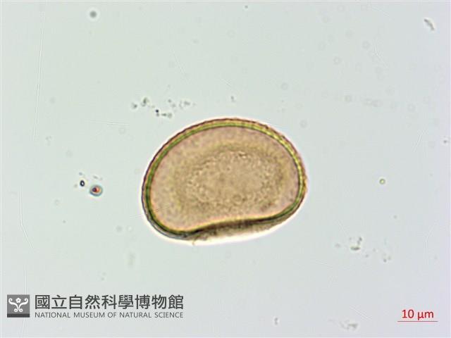 登錄號:P003712藏品圖，第3張