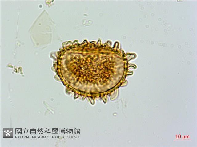 假蹄蓋蕨藏品圖，第3張