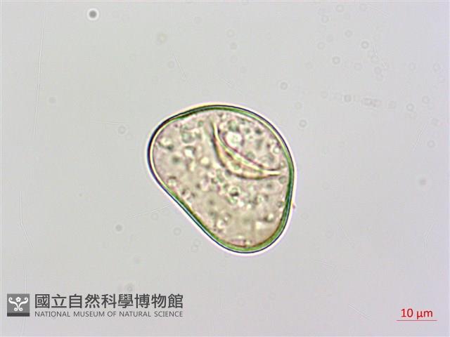 闊葉鱗蓋蕨藏品圖，第3張