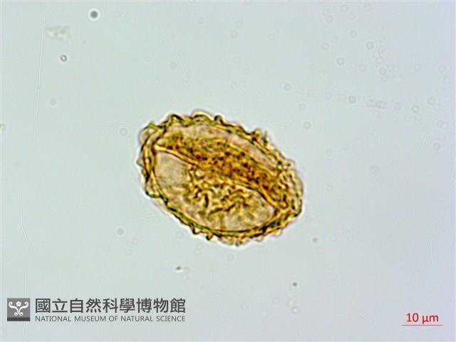 登錄號:P017792藏品圖，第2張