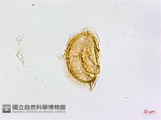 鱗柄鐵角蕨藏品圖，第2張