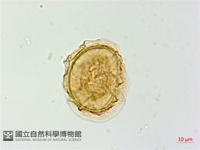 日本蹄蓋蕨藏品圖，第3張