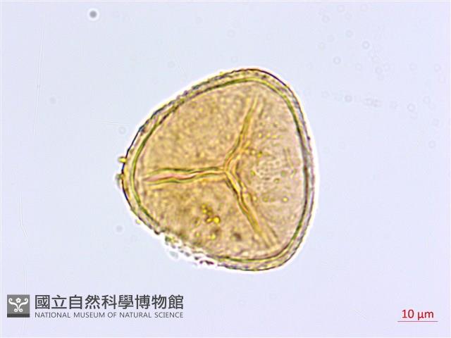隴南鐵線蕨藏品圖，第3張