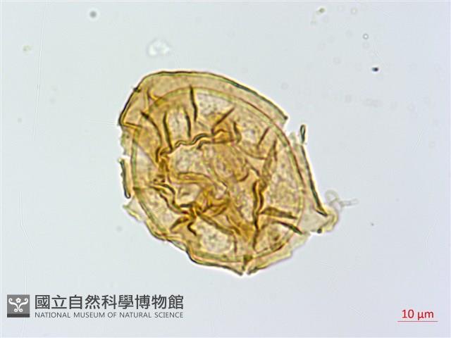 細裂蹄蓋蕨藏品圖，第2張