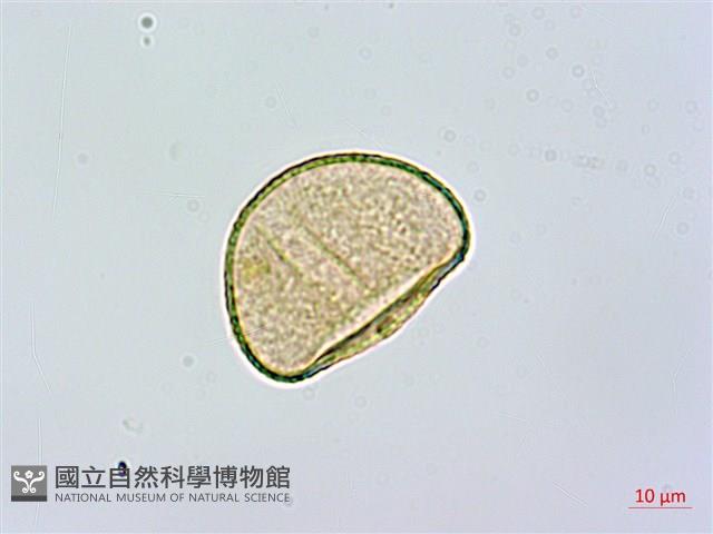短葉蹄蓋蕨藏品圖，第3張