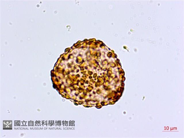 鞭葉鐵線蕨藏品圖，第2張