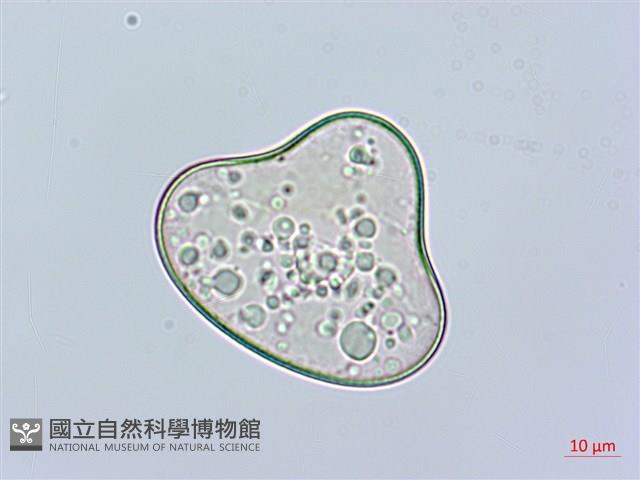 邊緣鱗蓋蕨藏品圖，第3張
