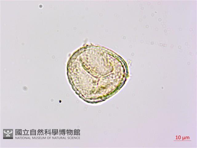 陰地蕨藏品圖，第3張