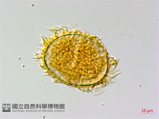 翅柄三叉蕨藏品圖，第3張
