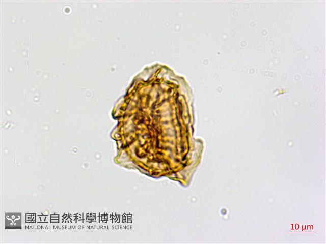 鐮葉鐵角蕨藏品圖，第3張