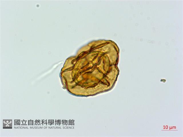 美麗複葉耳蕨藏品圖，第3張