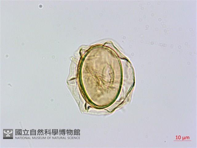 奄美短腸蕨藏品圖，第3張
