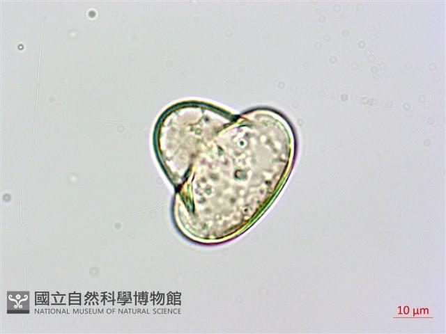 熱帶鱗蓋蕨藏品圖，第3張