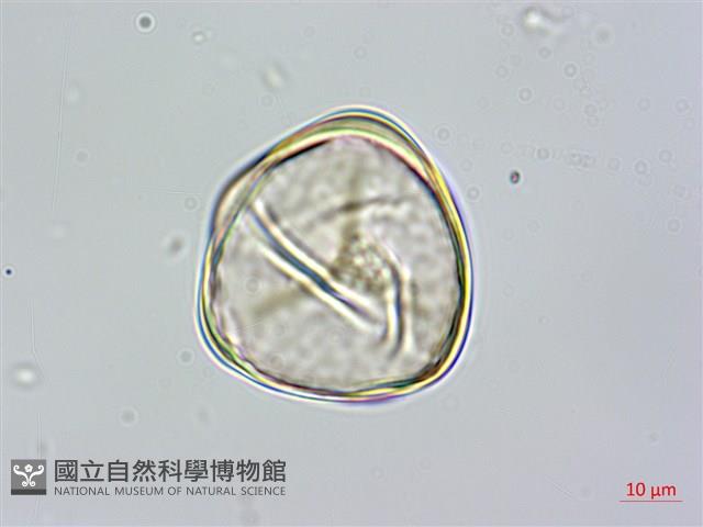 鬼桫欏藏品圖，第2張