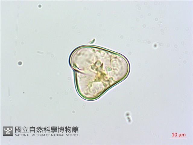 粗毛鱗蓋蕨藏品圖，第3張