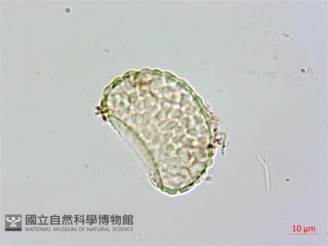 大葉骨碎補、台灣骨碎補、骨碎補藏品圖，第2張