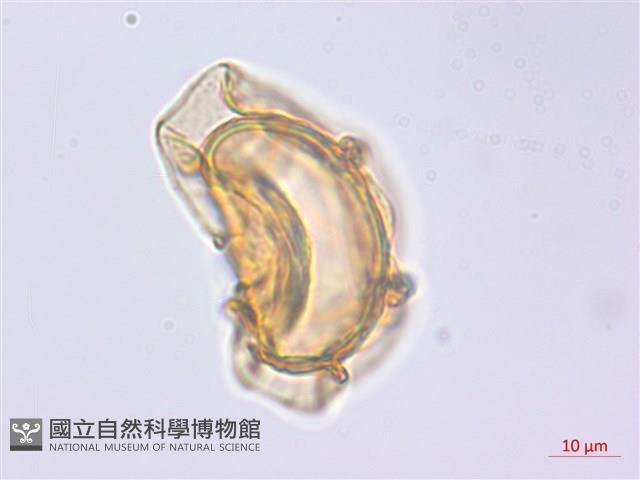 貞蕨藏品圖，第3張