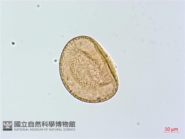 倉田氏蹄蓋蕨藏品圖，第2張