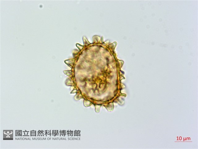 假蹄蓋蕨藏品圖，第2張