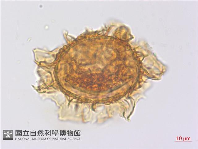 沙皮蕨藏品圖，第3張