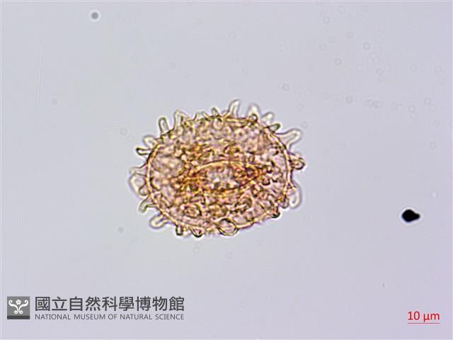 單葉雙蓋蕨藏品圖，第3張