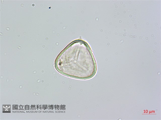 南洋桫欏藏品圖，第3張