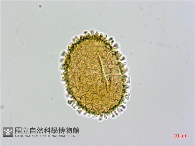 台灣亮毛蕨藏品圖，第2張
