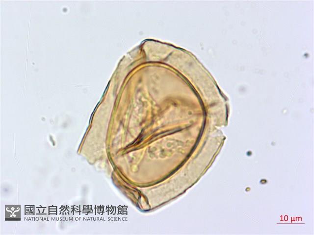 厚葉雙蓋蕨藏品圖，第3張
