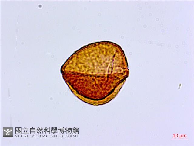 愛氏鐵線蕨藏品圖，第3張
