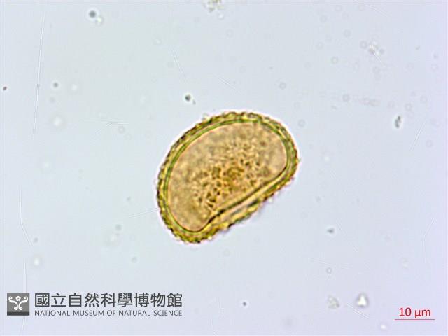 紫柄蹄蓋蕨藏品圖，第2張